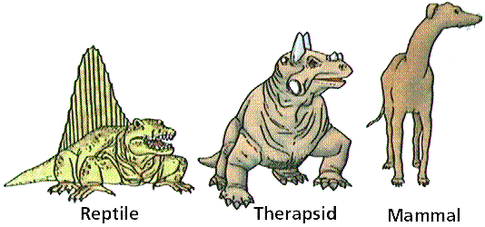 therapsid