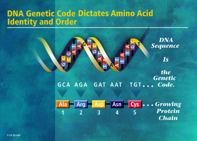 dna-10