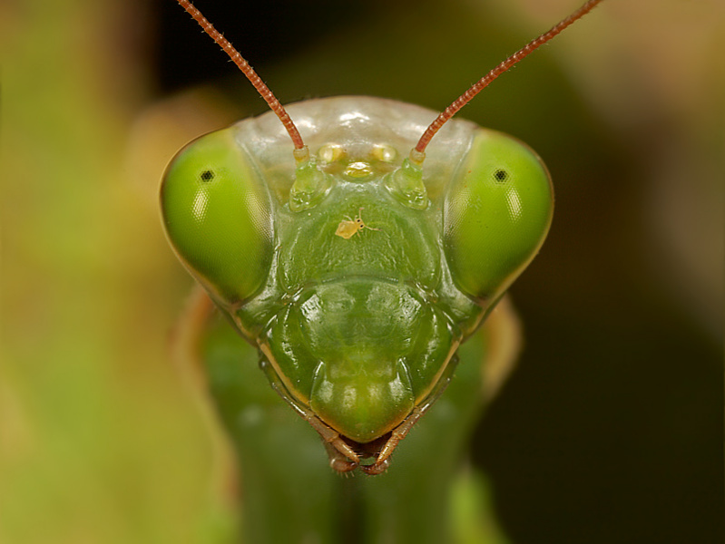Bilder-Thread tmDwyNg 641l-mante-religieuse-mantis-religiosa