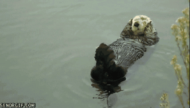 Bilder-Thread tmeuaRX funny-gifs-otterly-relaxing
