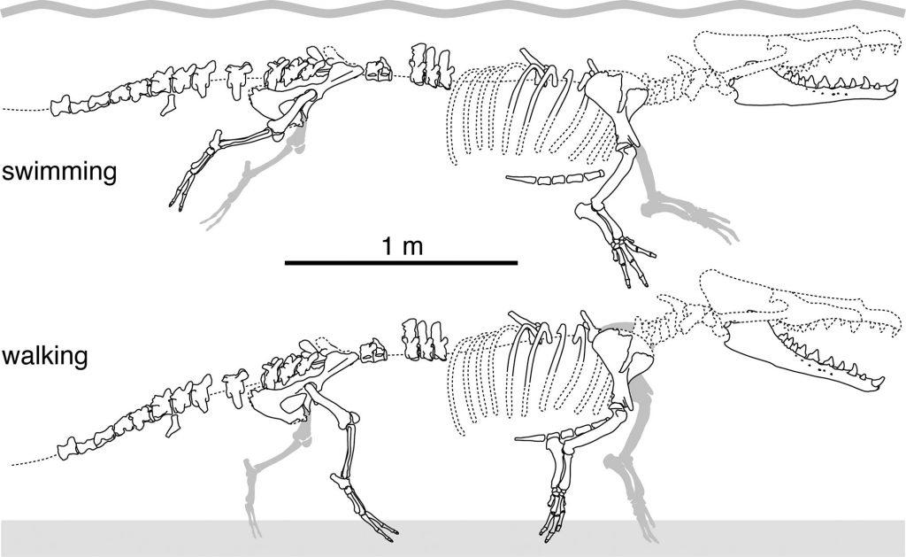 peregocetus-pacificus-1024x629