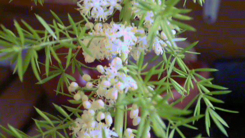 Asparagus