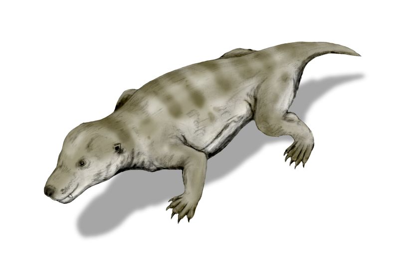 Thrinaxodon BW