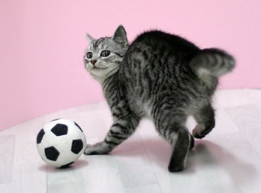Tiere-Katze-Tier-Sport-katzen-Fussball-K