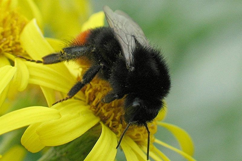 800px-Bombus lapidarius1