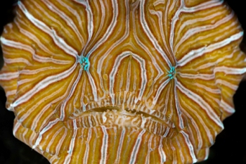 Bilder-Thread tnObNLb pschedelic-frogfish