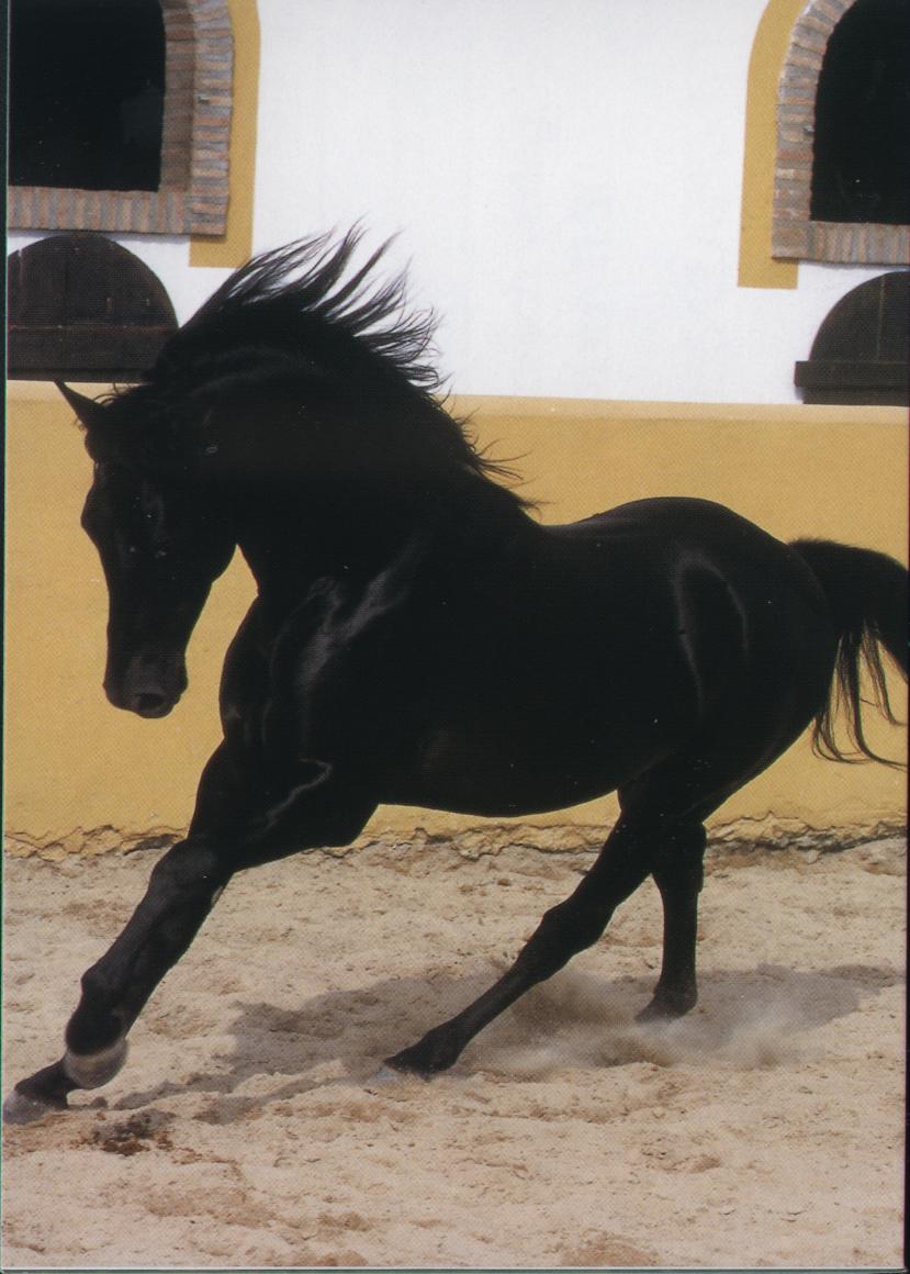 schwarzer andalusier