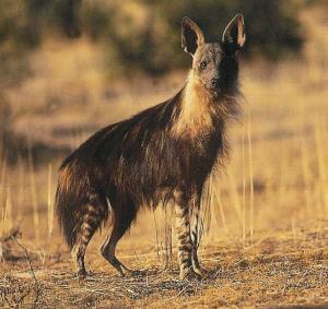 Parahyaena brunnea 2