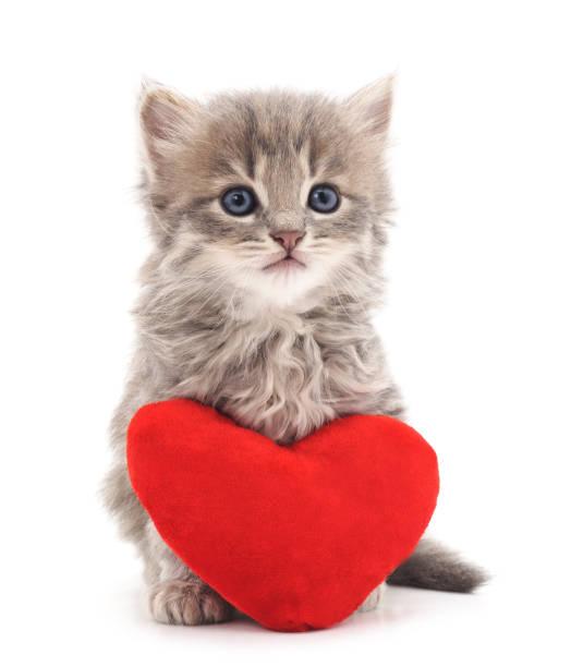 kitten-with-toy-heart-picture-id69546054
