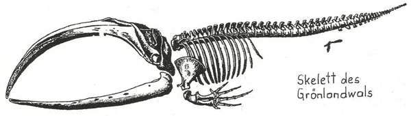 anpassungen skelett