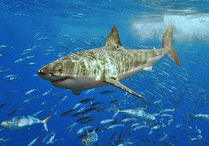 300px-White shark