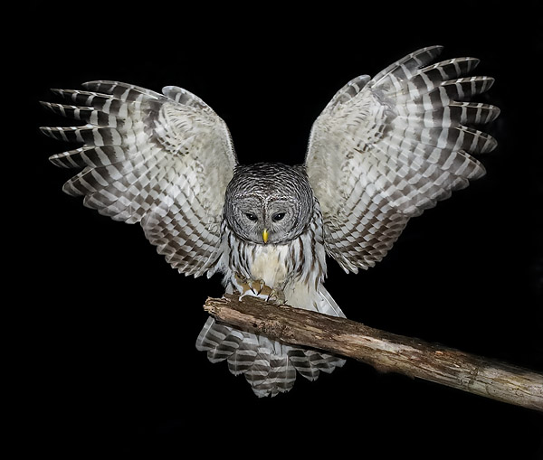 barred owl1