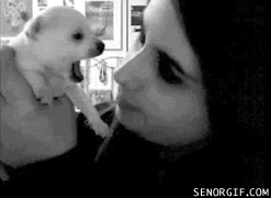 Bilder-Thread tpiLPNm funny-gifs-puppy-nose-biter