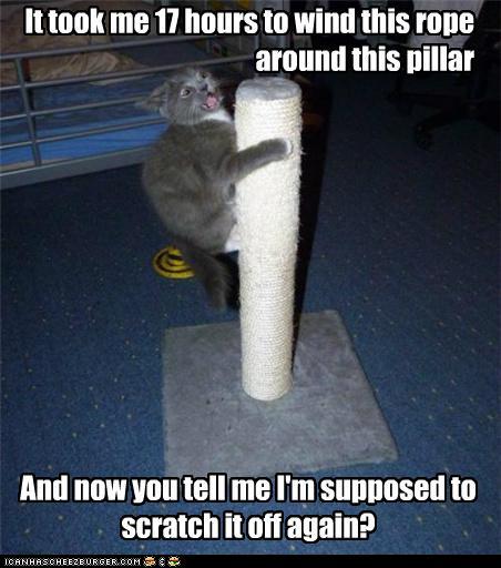Bilder-Thread tqPMgJv funny-pictures-are-you-nuts-or-what