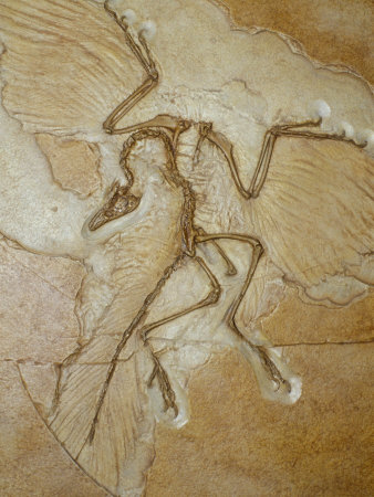 edwards-jason-the-earliest-bird-archaeop