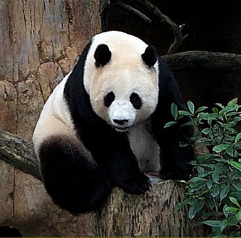 panda