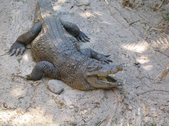 st-augustine-alligator