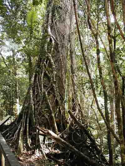 AUSTRALISCHER DSCHUNGEL