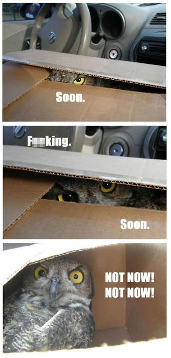Bilder-Thread tqnCpkg soon-owl-not-now