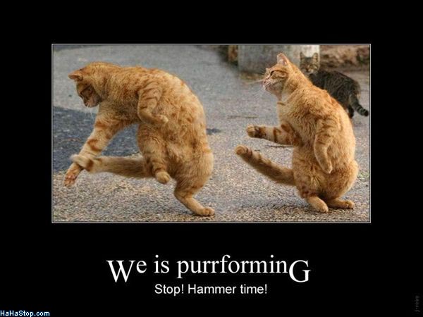 Stop Hammer Time Cats