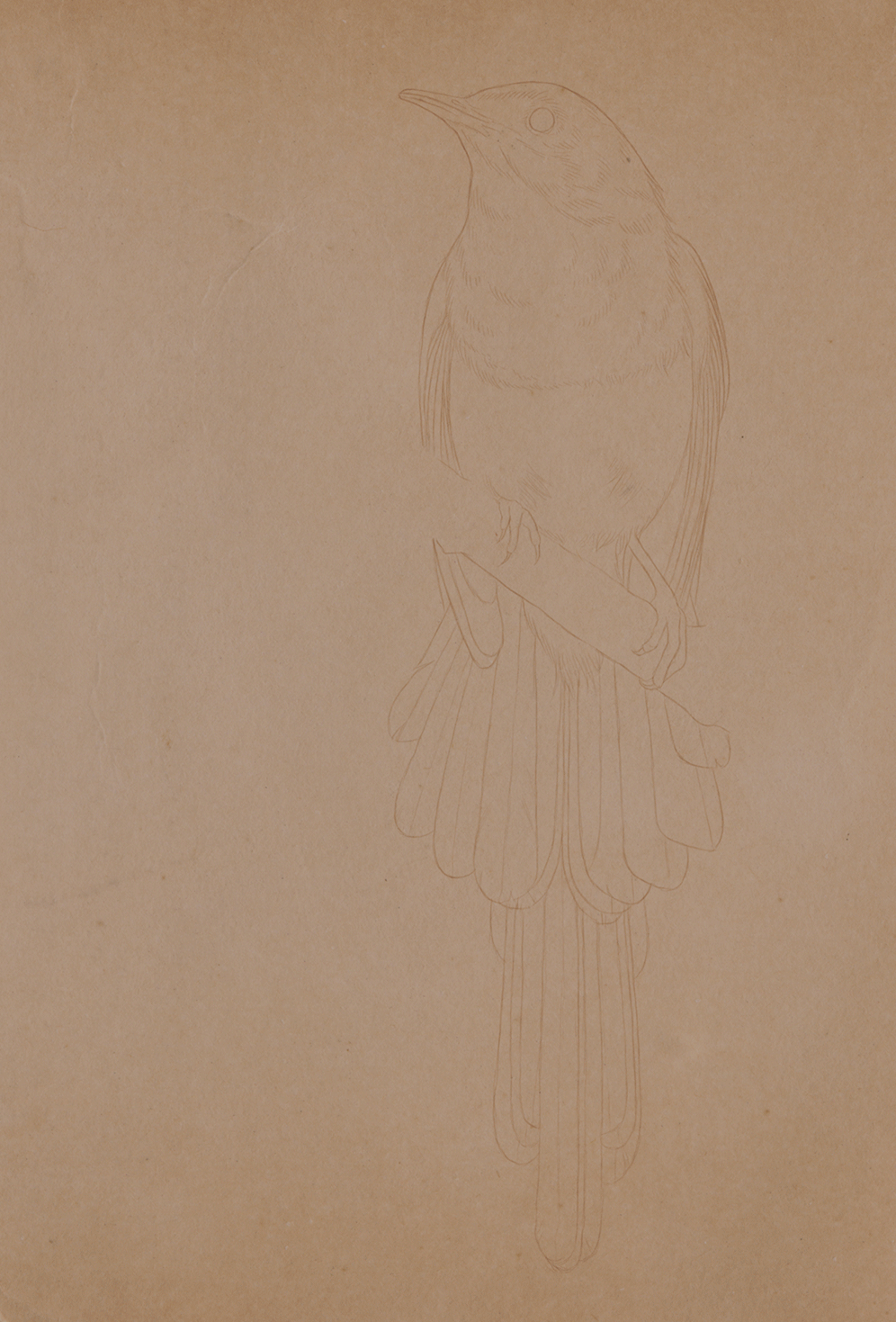 Bilder-Thread trLsZwh magpieprocess1