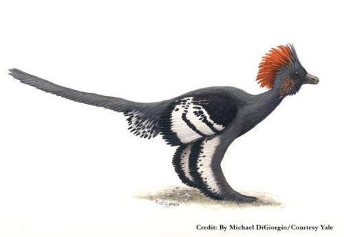Anchiornis-huxleyi