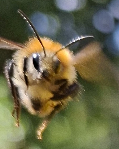Bombus acker