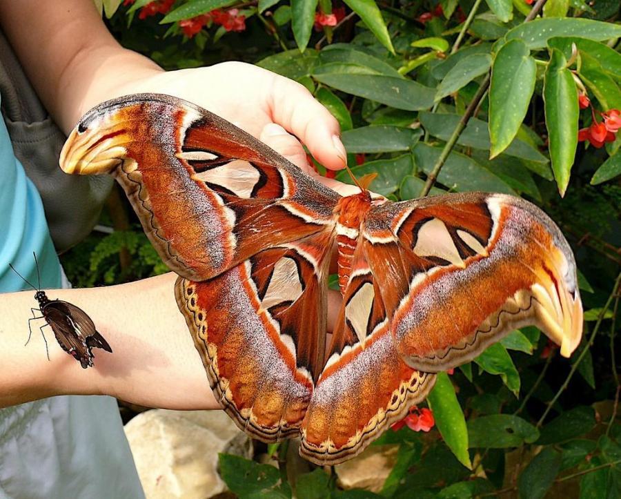 giant-butterfly