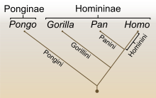 220px-Stammbaum der Hominidae.svg