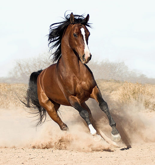 tClr5C arabian-horse8