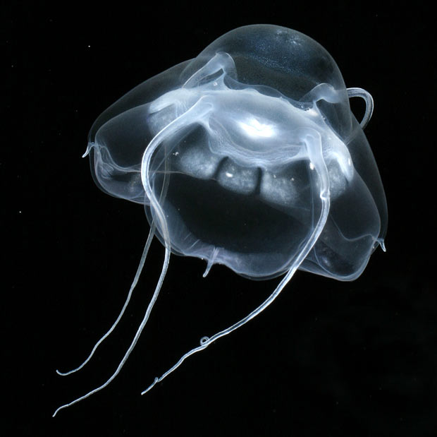 hydromedusae 1731310i