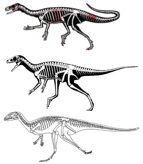 basal dinosaurs