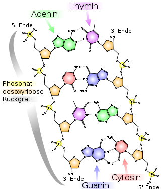 330px-Chemische Struktur der DNA.svg