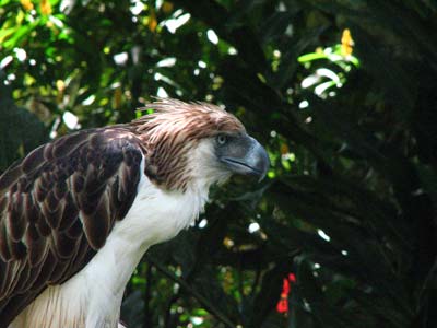 Sir Arny28Philippine Eagle29