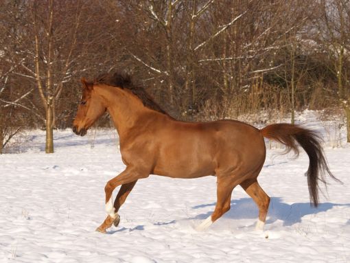pferd-Fuchs-Horse-Pony-Reitpony-deutsche