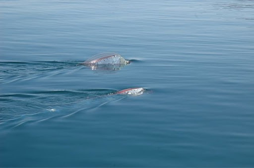 oarfish 2811295B25D