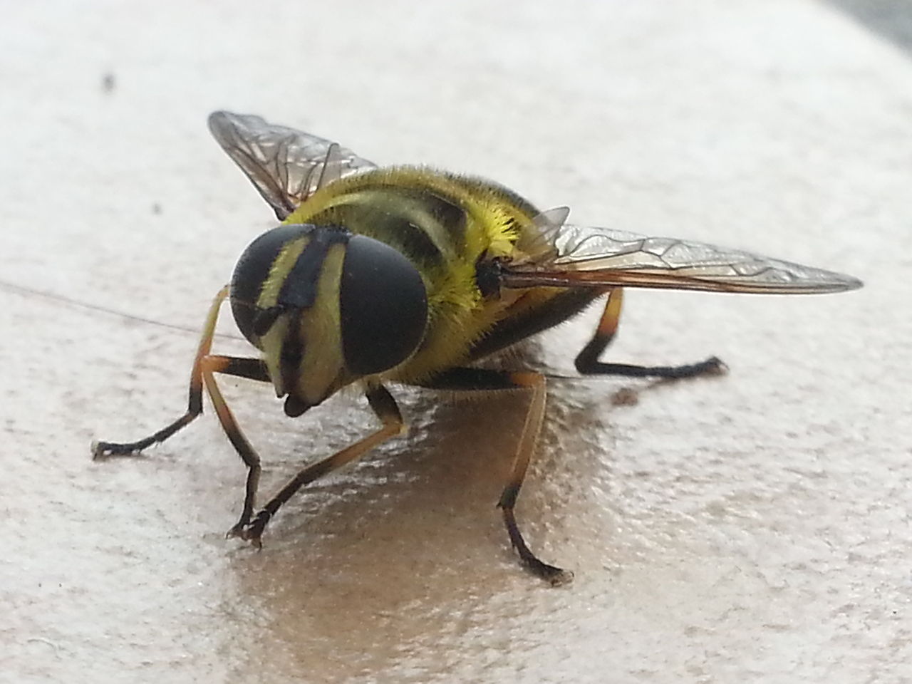 1280px-Hoverfly6
