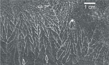 ediacara 1