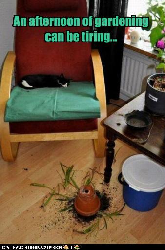 Bilder-Thread tuVwd6x funny-pictures-an-afternoon-of-gardening