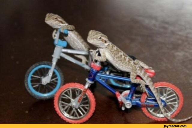 funny-pictures-animals-bike-lizard-62575