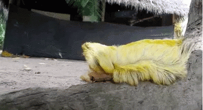 trump-hair-caterpillar