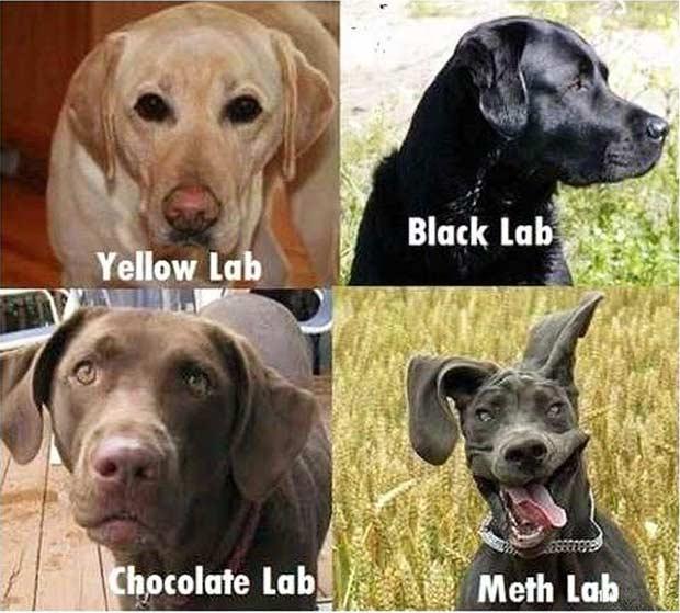 dogs-black-meth-lab