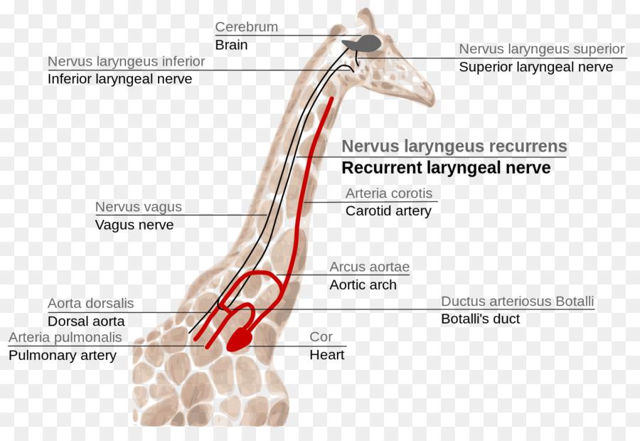 kisspng-giraffe-anatomy-recurrent-laryng