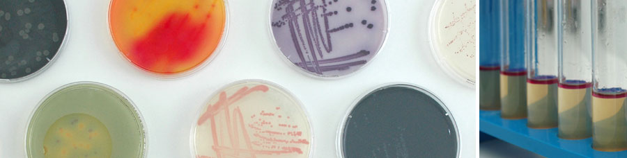 mikrobiologie