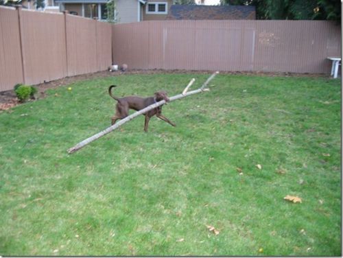 Bilder-Thread tumblr lqso3fMWrE1qc3wjlo1 500