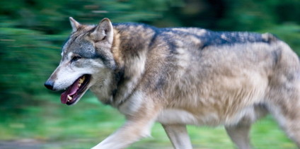 wolfwolfwolf20110223.20110224-08