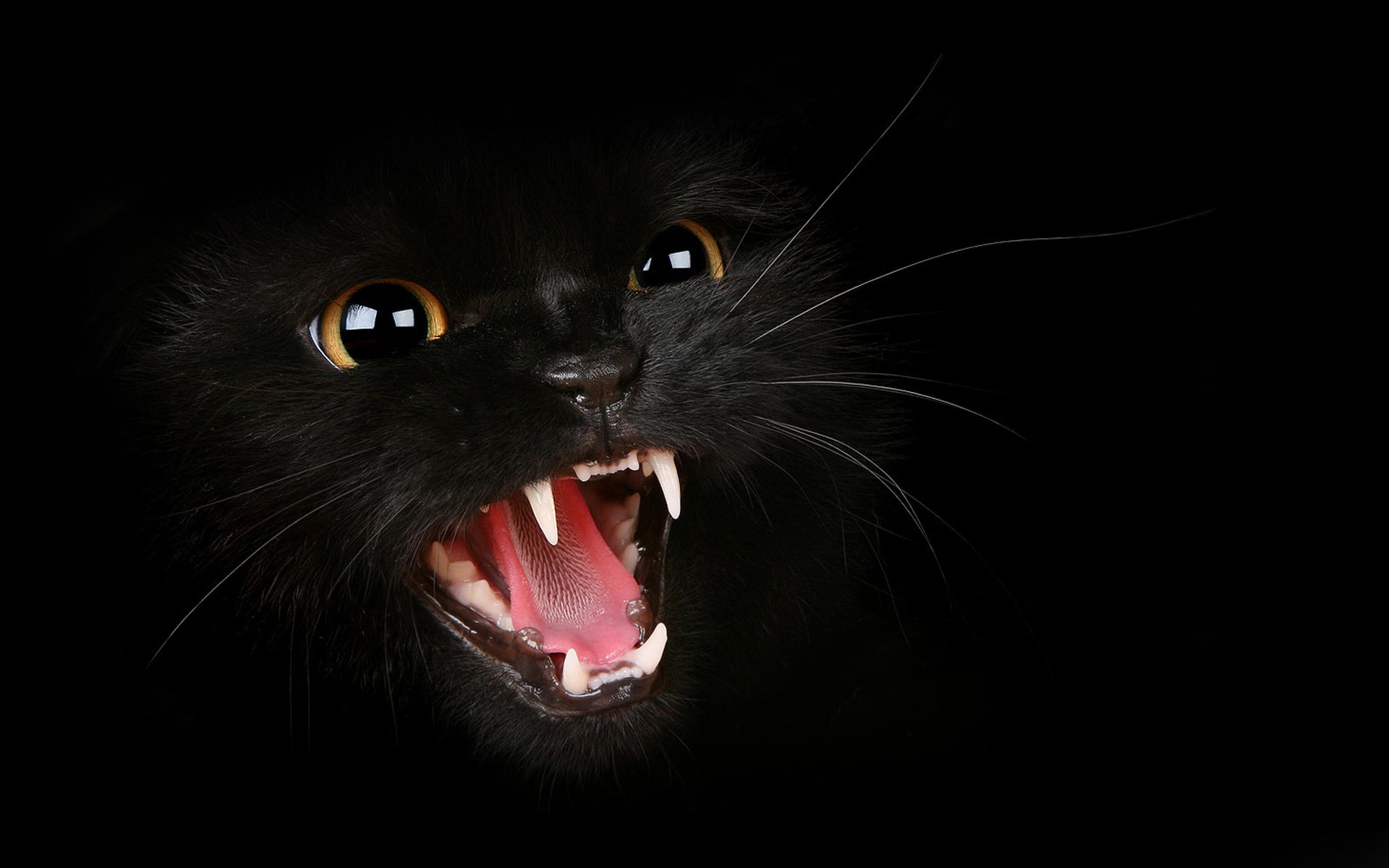 rPrF4N Aggressive black cat