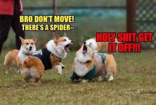 Bilder-Thread tvSHCOy monday-randomness-24