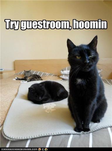 Bilder-Thread tvYpsPs funny-pictures-try-guestroom-hoomin