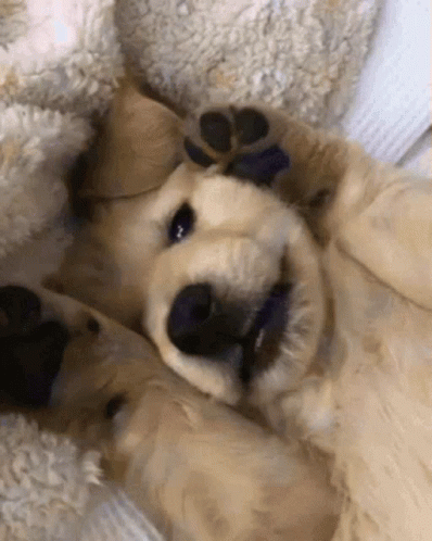 puppies-silly-puppy